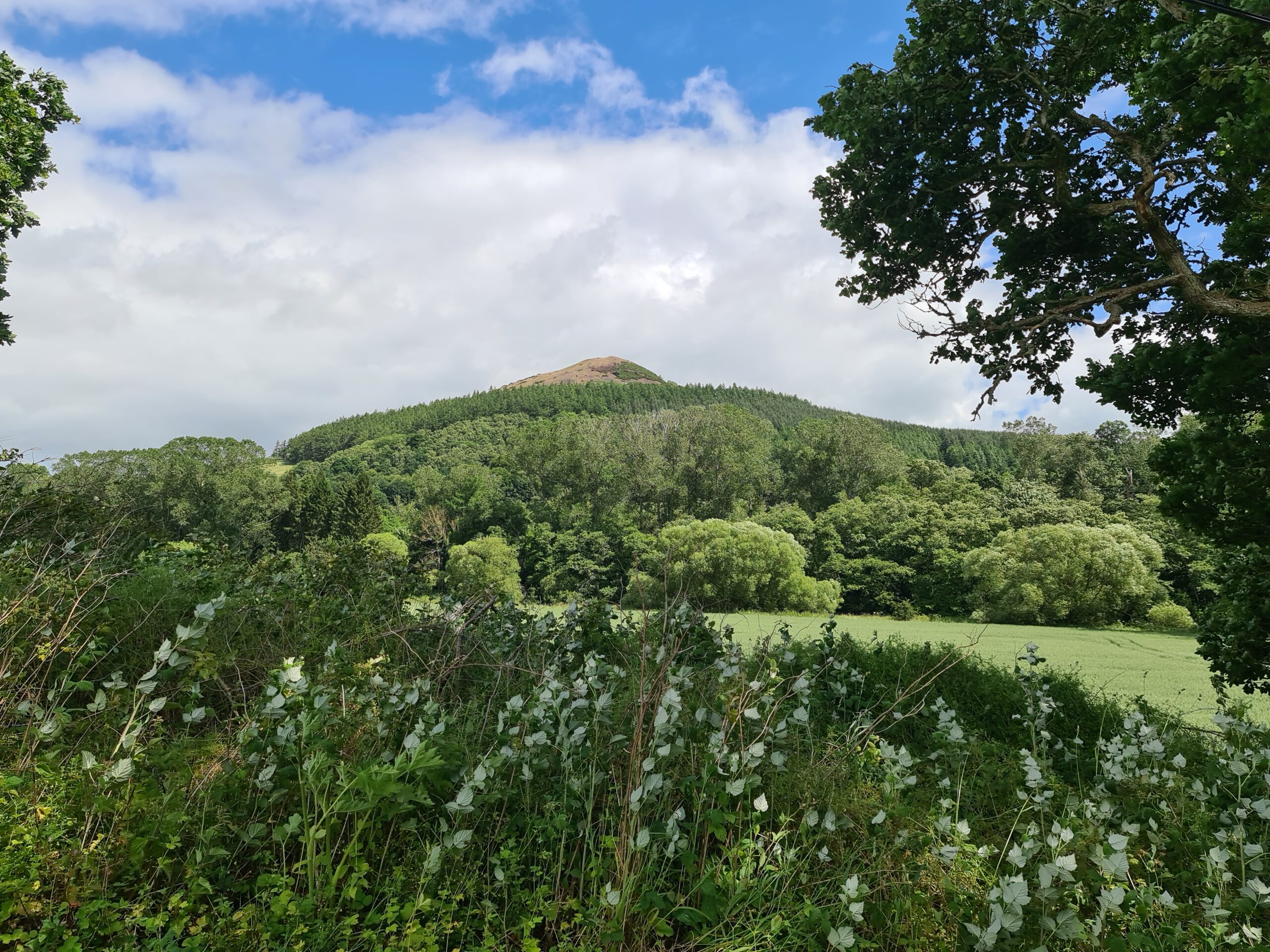 Black Hill and the Jubilee/Bluebell walk, Earlston